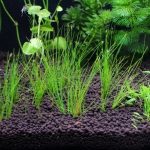 植栽から1日目　ヘアーグラスショート